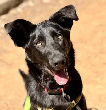 CAKE -  German Shepherd Dog Dog for Adoption in Auburn, California - CAKE | PetCurious