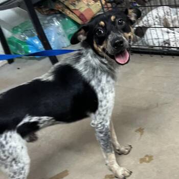James -  Australian Cattle Dog Blue Heeler and Terrier Dog for Adoption in Edinburg, Texas - James | PetCurious