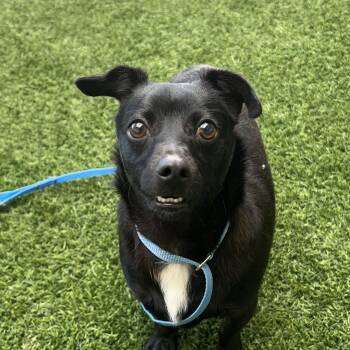 Surfer -  Chihuahua Dog for Adoption in Burlingame, California - Surfer | PetCurious