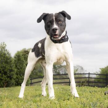 Mixed Breed Dogs Available for Adoption in Franklin, Tennessee - Lincoln | PetCurious