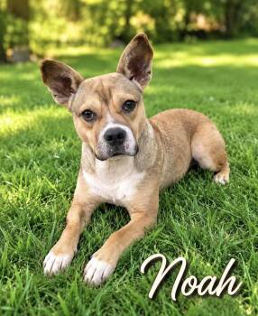 Noah -  Feist Dog for Adoption in Manchester, Connecticut - Noah | PetCurious