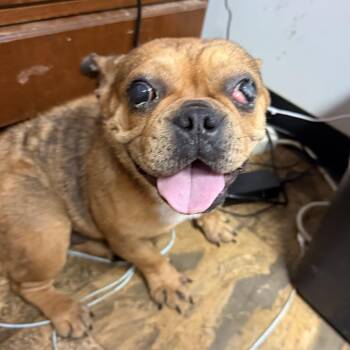 Heatwave -  French Bulldog Dog for Adoption in Columbia, South Carolina - Heatwave | PetCurious