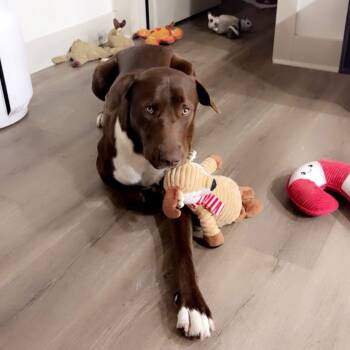 Chocolate Labrador Retriever Dogs Available for Adoption - Brownie | PetCurious