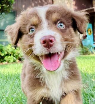 ARPH 14701 - Marvel -  Australian Shepherd Dog for Adoption in North Richland Hills, Texas - ARPH 14701 - Marvel | PetCurious