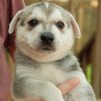 Waldorf -  Mixed Breed Dog for Adoption in Buffalo, Minnesota - Waldorf | PetCurious
