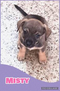 Misty -  Beagle and Terrier Dog for Adoption in Ringwood, New Jersey - Misty | PetCurious