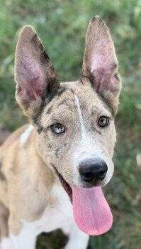 Squints -  Retriever and Terrier Dog for Adoption in Bloomfield, Connecticut - Squints | PetCurious