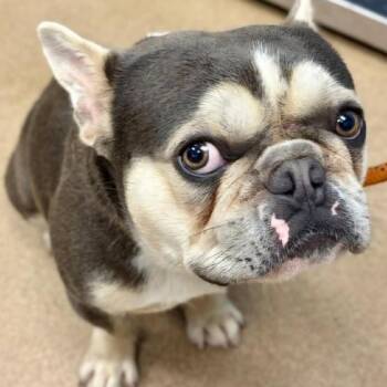 Huck -  French Bulldog and Mixed Breed Dog for Adoption in Rossville, Georgia - Huck | PetCurious