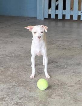 Rescue Chihuahua and Italian Greyhound Dogs for Adoption in Charlotte, North Carolina - Puppy Pickles | PetCurious