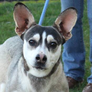 Husky Dogs Available for Adoption - Carmen | PetCurious