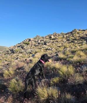 Roxi -  Labrador Retriever Dog for Adoption in Carson City, Nevada - Roxi | PetCurious