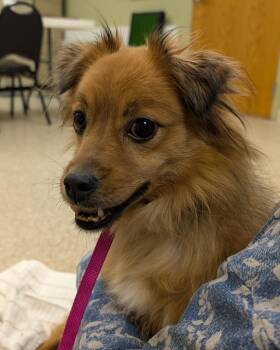Shetland Sheepdog Sheltie Dogs Available for Adoption - Mazey | PetCurious