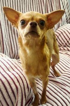 Chihuahua Dogs Available for Adoption in Franklin, Tennessee - GISELLE | PetCurious
