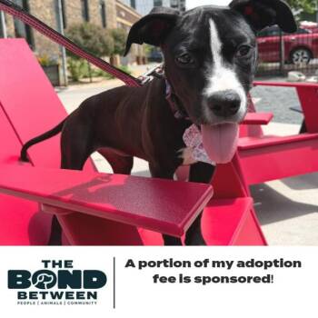 Pixie D68951 (Sponsored) -  Pit Bull Terrier and Mixed Breed Dog for Adoption in Minnetonka, Minnesota - Pixie D68951 (Sponsored) | PetCurious