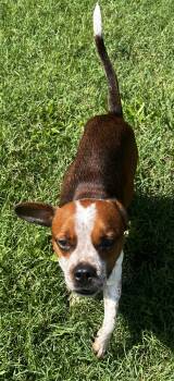 Tubbs -  Beagle and Boxer Dog for Adoption in Lexington, Kentucky - Tubbs | PetCurious