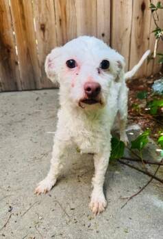 Miniature Poodle and Maltese Dogs Available for Adoption in Los Angeles, California - Oliver | PetCurious