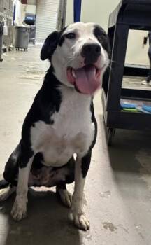 Hondo - LONGTIME RESIDENT -  Pit Bull Terrier Dog for Adoption in Thousand Oaks, California - Hondo - LONGTIME RESIDENT | PetCurious