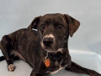 Bolt -  Mixed Breed Dog for Adoption in Woodbury, Minnesota - Bolt | PetCurious