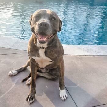 Dona -  Pit Bull Terrier Dog for Adoption in Calera, Alabama - Dona | PetCurious