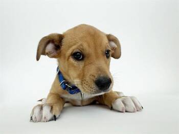 BUSCH -  Collie and Mixed Breed Dog for Adoption in Brentwood, Missouri - BUSCH | PetCurious