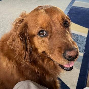 Ruby #7179 -  Golden Retriever Dog Available for Adoption in Louisville, Kentucky - Ruby #7179 | PetCurious