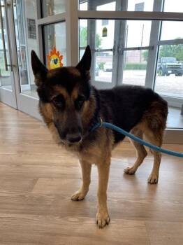 Rescue German Shepherd Dog Dogs for Adoption in Pearland, Texas - GALE | PetCurious