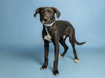 Labrador Retriever Dogs Available for Adoption in Phoenix, Arizona - JOHNNY CAGE | PetCurious