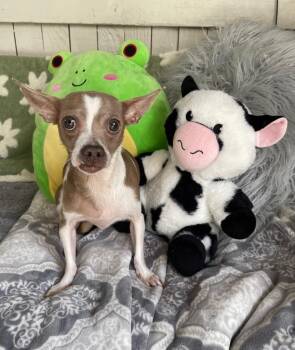 Patty Cake -  Chihuahua Dog for Adoption in Fort Worth, Texas - Patty Cake | PetCurious