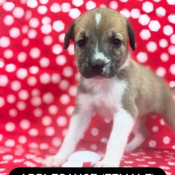 Applesauce -  German Shepherd Dog and Mixed Breed Dog for Adoption in North Charleston, South Carolina - Applesauce | PetCurious