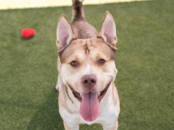 ASTEROID -  Pit Bull Terrier and Siberian Husky Dog for Adoption in Martinez, California - ASTEROID | PetCurious