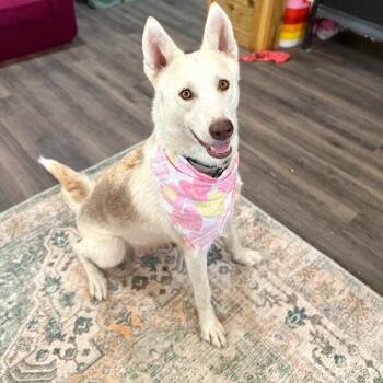 Husky and German Shepherd Dog Dogs Available for Adoption in Friendswood, Texas - Bahama Mama Gives Gentle Hugs | PetCurious