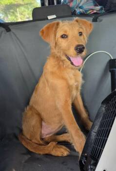 Summer Azure Butterfly -  Wirehaired Terrier and Mixed Breed Dog for Adoption in Rockport, Texas - Summer Azure Butterfly | PetCurious