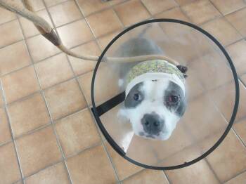 Rescue Pit Bull Terrier Dogs for Adoption in Evansville, Indiana - Bubba | PetCurious