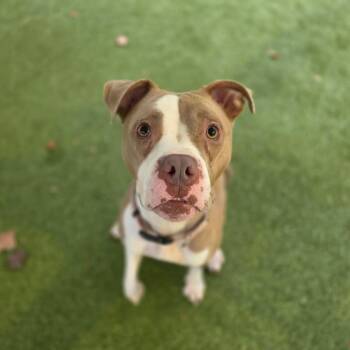Looney (Luna) -  Pit Bull Terrier Dog for Adoption in Greensboro, North Carolina - Looney (Luna) | PetCurious