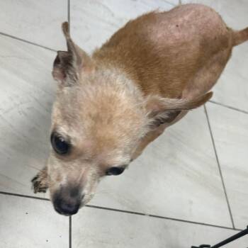Chihuahua Dogs Available for Adoption in Lufkin, Texas - Jane | PetCurious