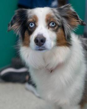 Luna -  Australian Shepherd and Mixed Breed Dog for Adoption in Pequot Lakes, Minnesota - Luna | PetCurious