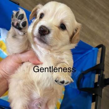Gentleness -  Chihuahua Dog for Adoption in Allen, Texas - Gentleness | PetCurious