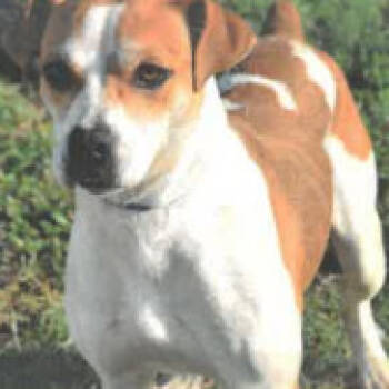 Rescue Jack Russell Terrier and Mixed Breed Dogs for Adoption in West Palm Beach, Florida - Anola | PetCurious