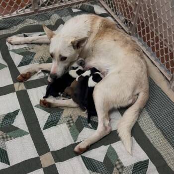 Shepherd and Yellow Labrador Retriever Dogs Available for Adoption - Ava Gardner | PetCurious