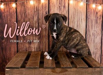 Willow (Gatsbys litter) -  American Staffordshire Terrier and Staffordshire Bull Terrier Dog for Adoption in Holly Springs, North Carolina - Willow (Gatsbys Litter) | PetCurious
