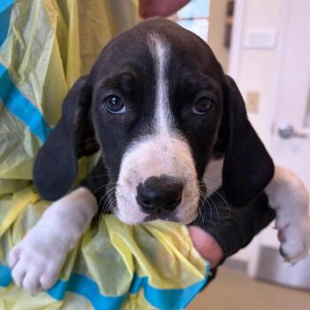 Spree -  Coonhound and Mixed Breed Dog for Adoption in Nashville, Tennessee - Spree | PetCurious
