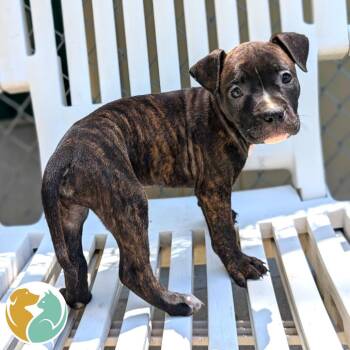Dos -  Pit Bull Terrier Dog for Adoption in Toledo, Ohio - Dos | PetCurious