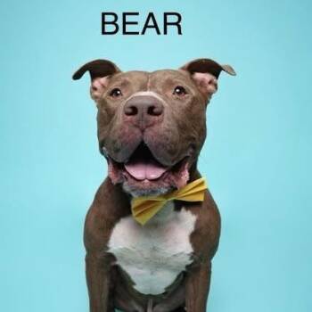 Rescue Pit Bull Terrier Dogs for Adoption in Lucas, Texas - Bear | PetCurious