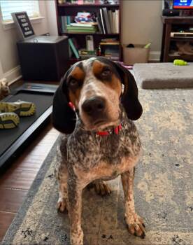 Smokey -  Bluetick Coonhound Dog for Adoption in Spring Hill, Tennessee - Smokey | PetCurious
