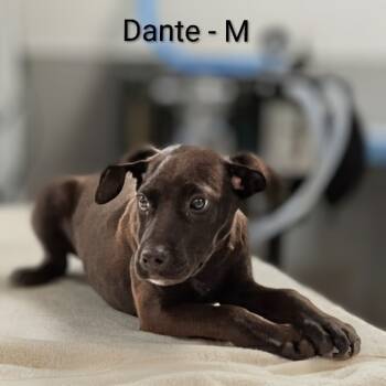 Rescue Labrador Retriever and Pit Bull Terrier Dogs for Adoption in Griswold, Connecticut - Dante | PetCurious
