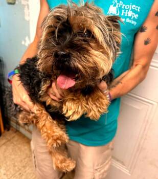 Dolly -  Yorkshire Terrier Dog for Adoption in Metropolis, Illinois - Dolly | PetCurious