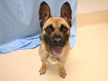 Shepherd and French Bulldog Dogs Available for Adoption in Portland, Oregon - Ellie | PetCurious