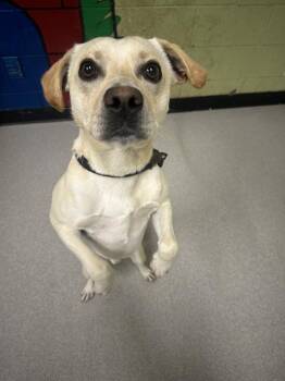 Fox Terrier Dogs Available for Adoption in Indianapolis, Indiana - CJ | PetCurious