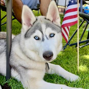 Rescue Siberian Husky Dogs for Adoption in San Diego, California - Maya | PetCurious