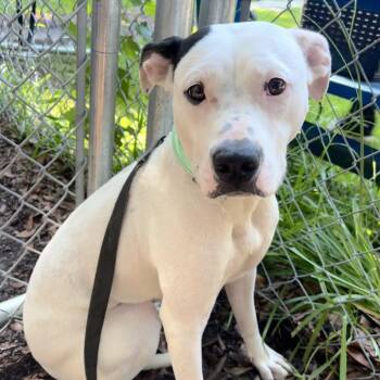 Orla -  Mixed Breed Dog for Adoption in Summerville, South Carolina - Orla | PetCurious